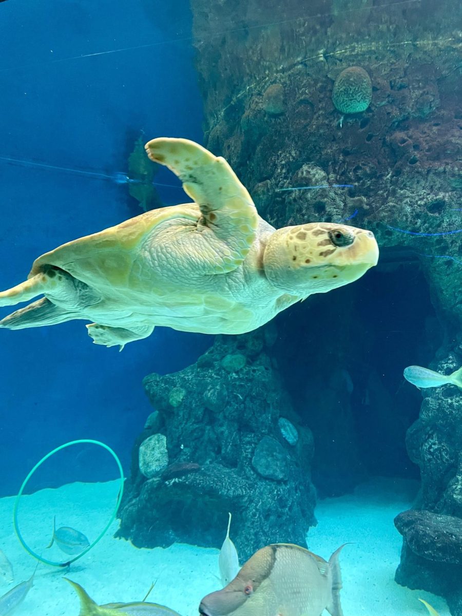 This picture captured a sea turtle at The Aquarium in Tampa.