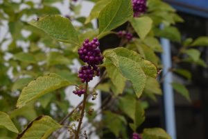 Nature's colorful surprise adds a vibrant touch to campus.