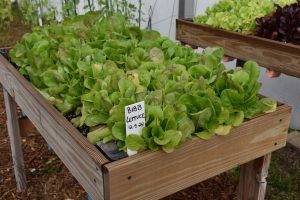 Garden Thrives with Quick Veggies and Patiently Grown sweet treats