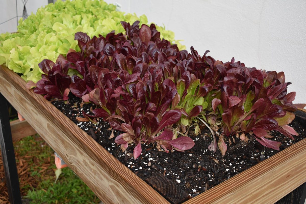 According to Ms. Randolph, she and her students have been busy adding new crops to their garden! This year, they’re growing lettuce, purple beets, and sugar snap peas, providing fresh greens, colorful vegetables, and sweet, crunchy snacks. These quick-growing plants will be ready to harvest soon, giving the students a chance to enjoy the results of their hard work. But not everything in the garden grows fast—Ms. Randolph and her students have also planted pineapples, which take about two years to mature. This long-term project will teach patience and dedication as they care for the plants over time. With a mix of fast-growing veggies and slow-developing fruits, the garden club is learning valuable lessons about nature, responsibility, and the rewards of growing their own food.